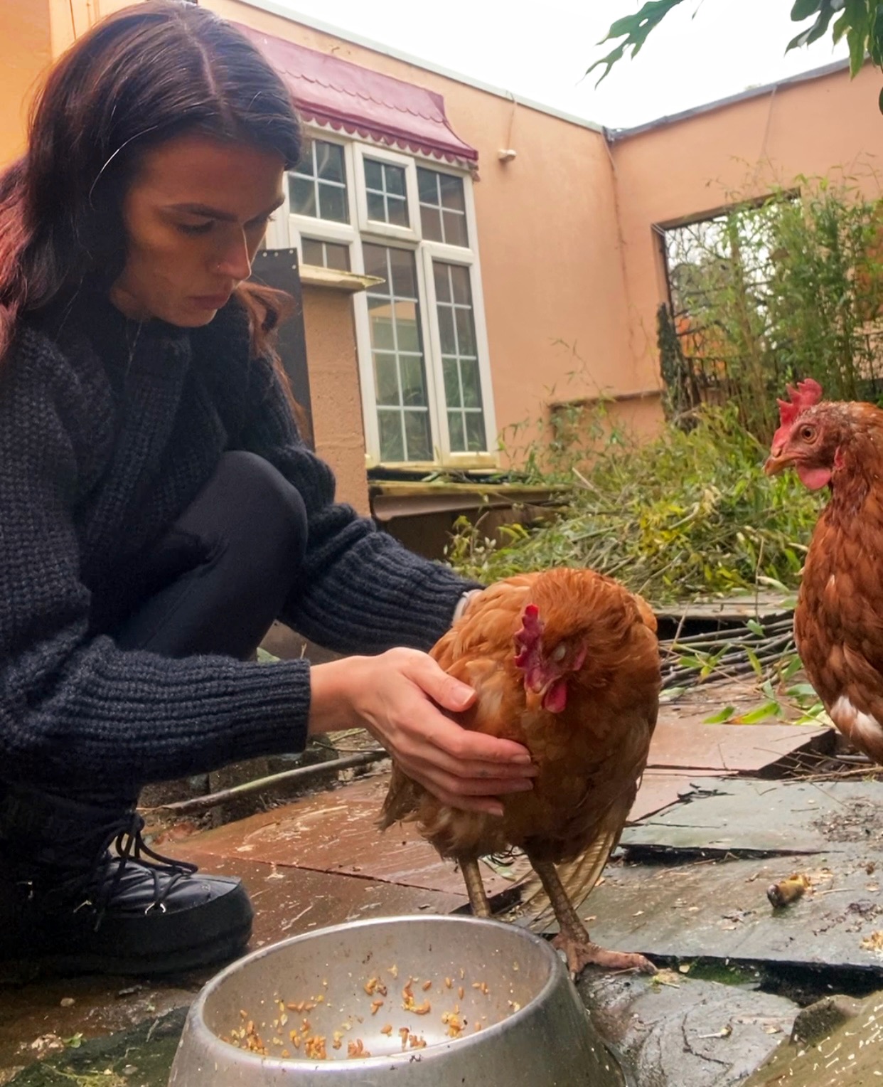 chicken reiki