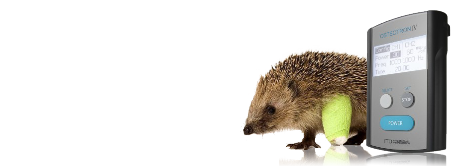 Hedge Hog