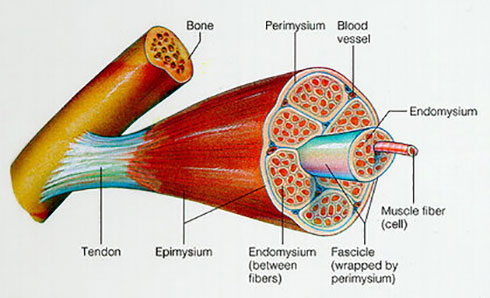 Myofascial Release